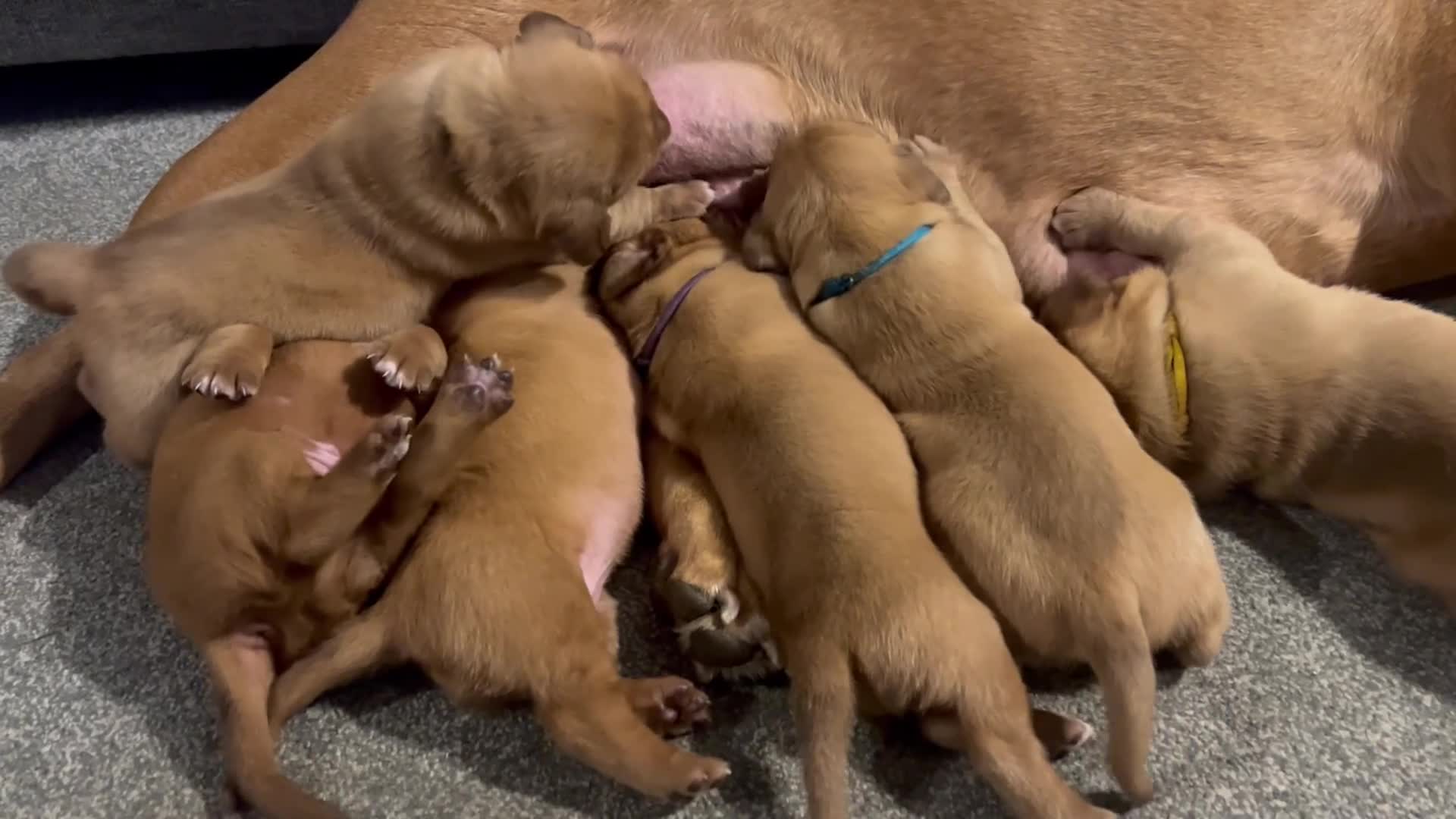 Dogue De Bordeaux dogs for sale: Stunning chunky dogue de Bordeaux puppy’s  - Video 2