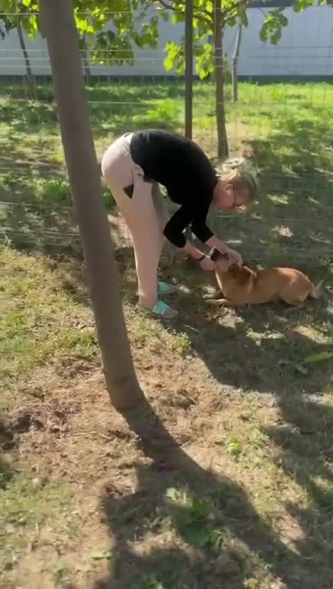 Mixed Breed dogs for adoption: 🐾 Duggie – a tiny boy with the biggest heart 💛 - Video 1