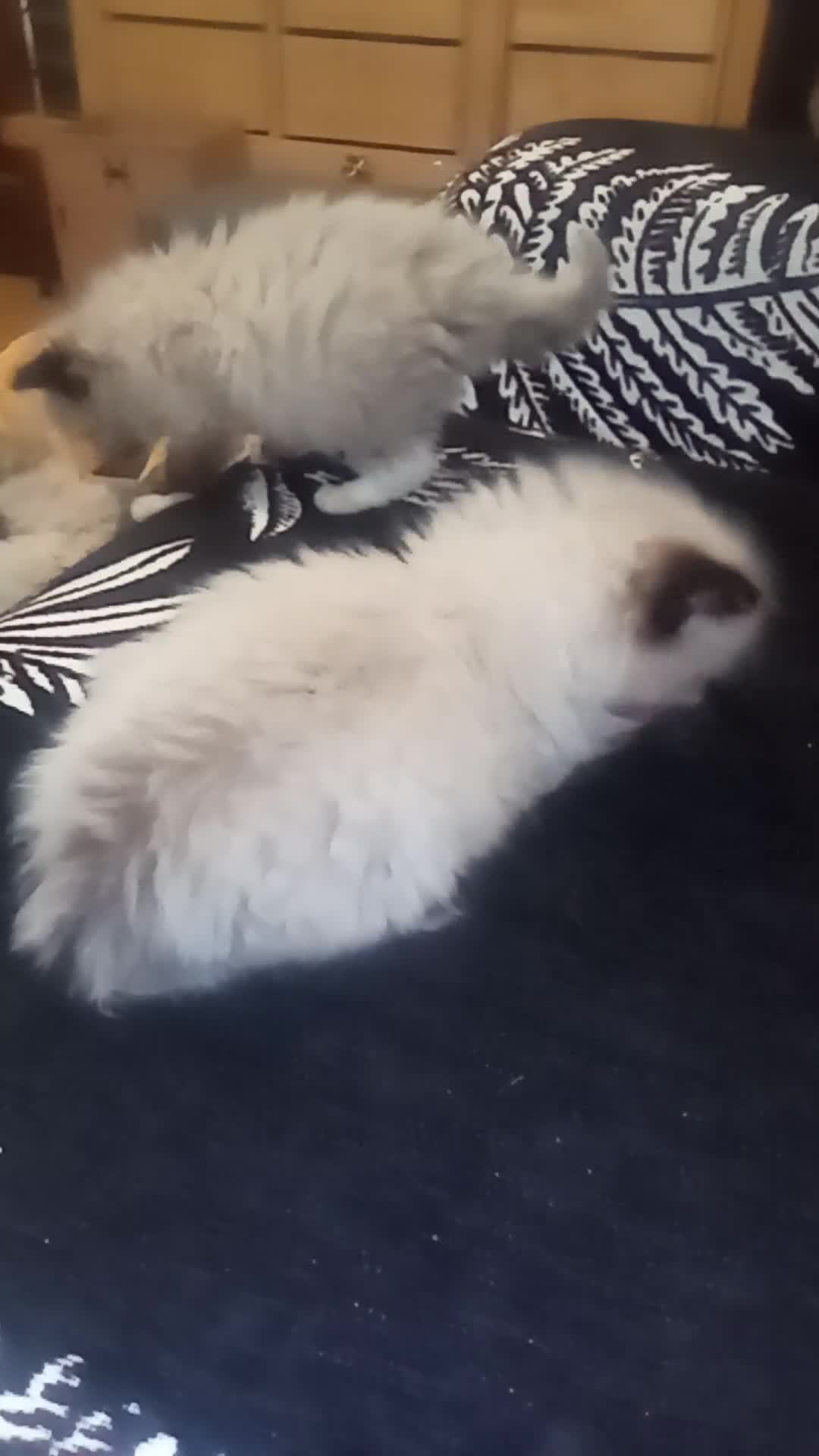 Ragdoll cats for sale: 😸😸Pure Ragdoll kittens😸😸 - Video 1