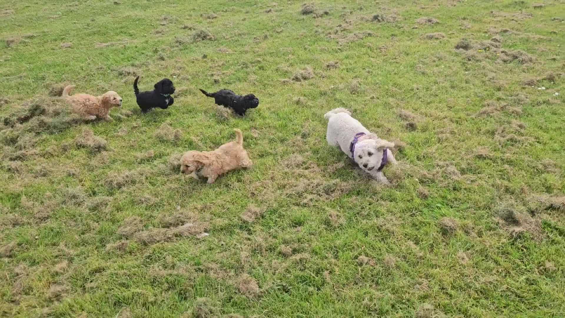 Cockapoo dogs for sale: Cockapoo F2 - Video 2
