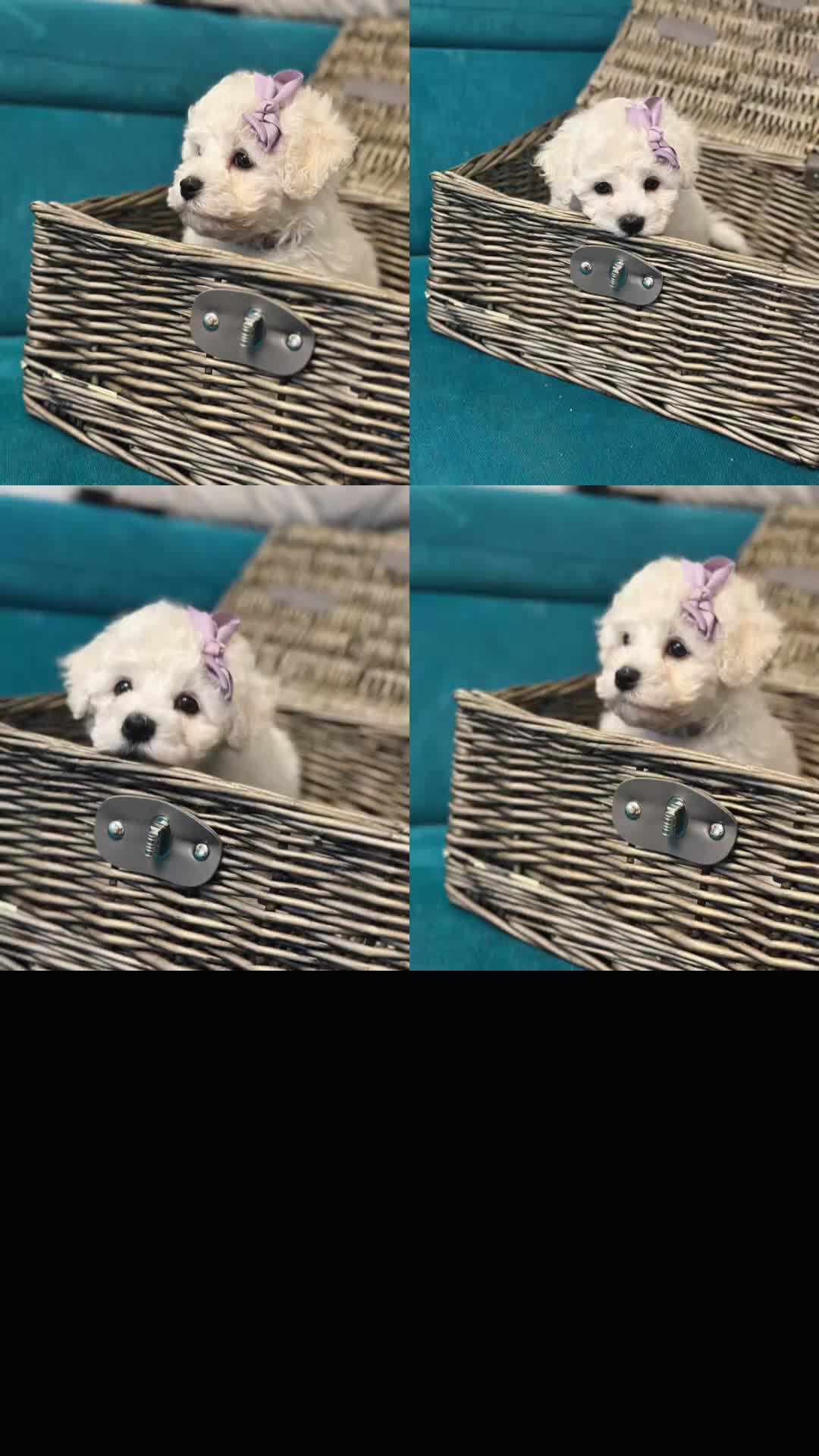 Bichon Frise dogs for sale: ✨ Bichon Frisé Puppies from Champion Bloodlines ✨ - Video 3