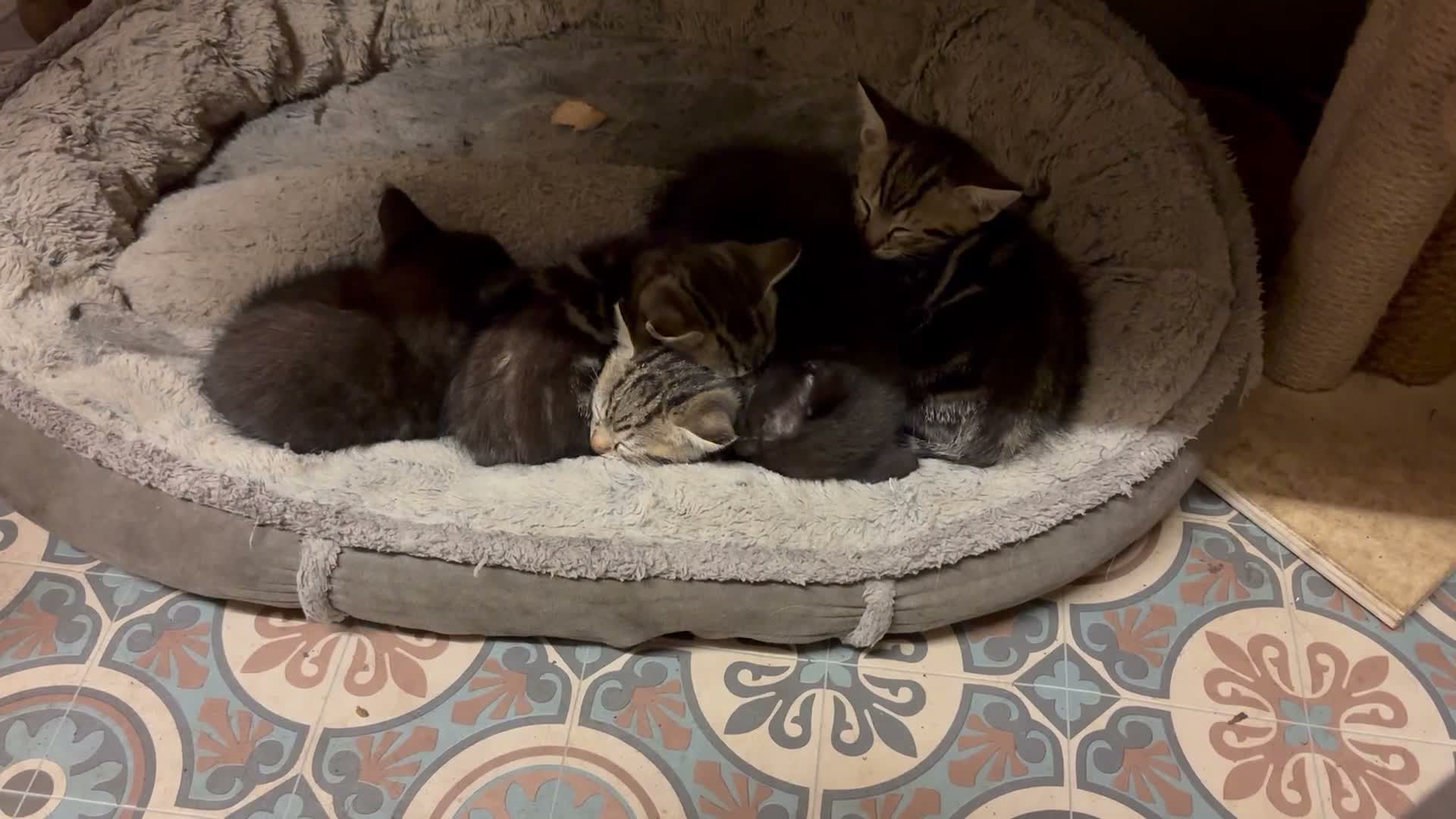 Bengal cats for sale: Beautiful little kittens - Video 1
