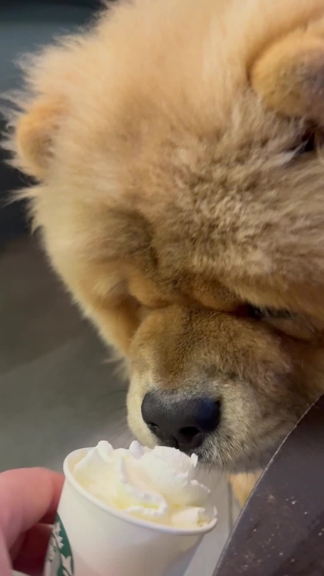 Chow Chow dogs for sale: 1 year old Chow Chow - Video 1