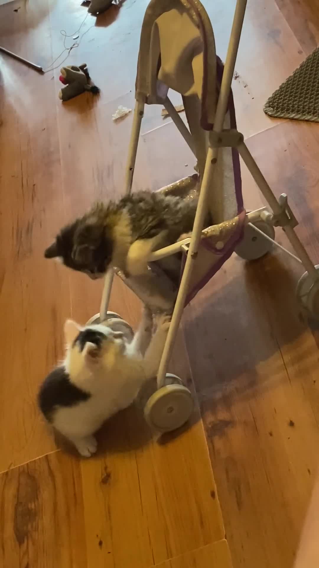British Shorthair cats for sale: Ready for a loving home now  - Video 3