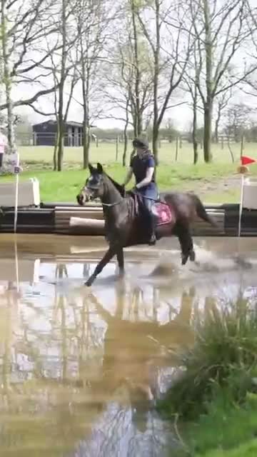 English Thoroughbred horses for sale: Sienna - 15.2hh, 10yo TB MARE in Corby - Video 2