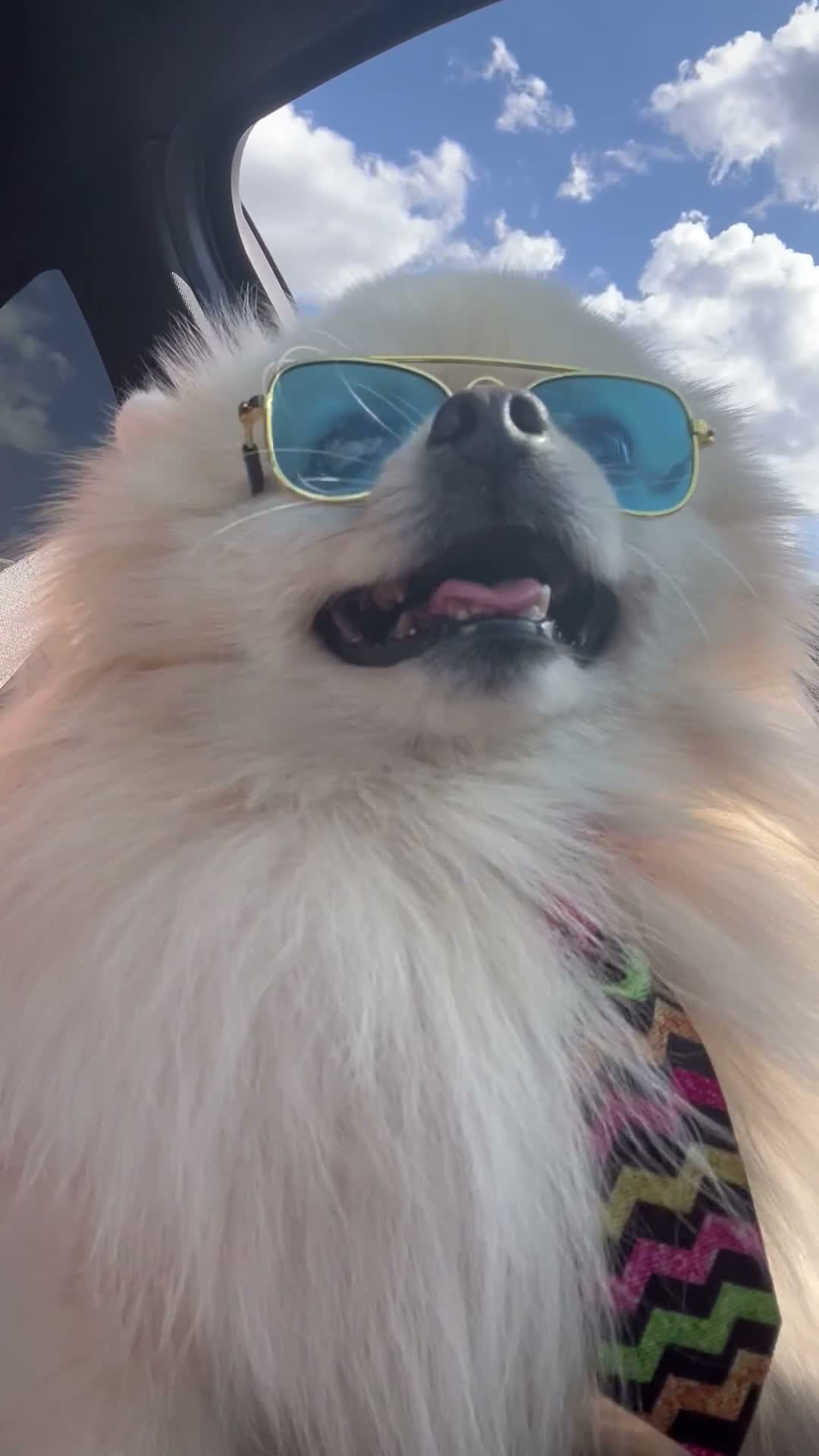 Pomeranian dogs for stud: A handsome Pomeranian male for stud 😍 in London - Video 5