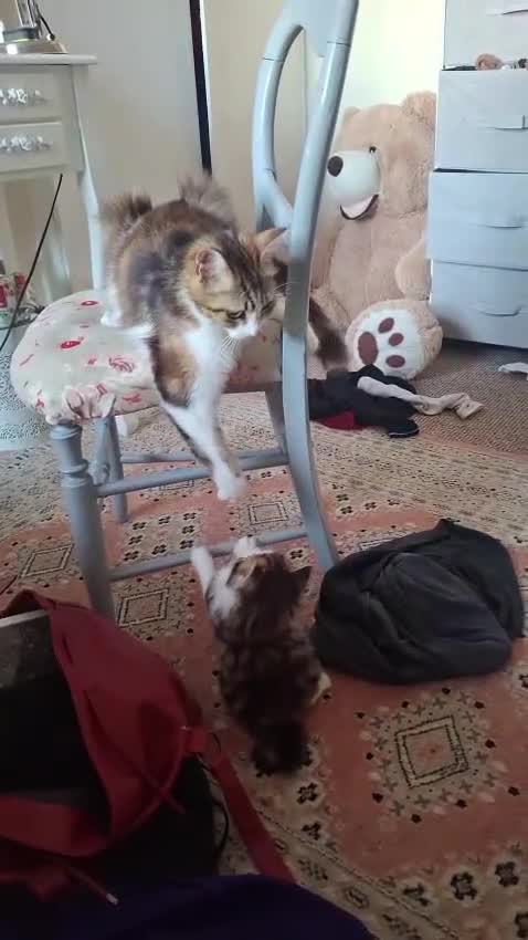 Mixed Breed cats for sale: Gorgeous Furr Babies  in Havant - Video 1