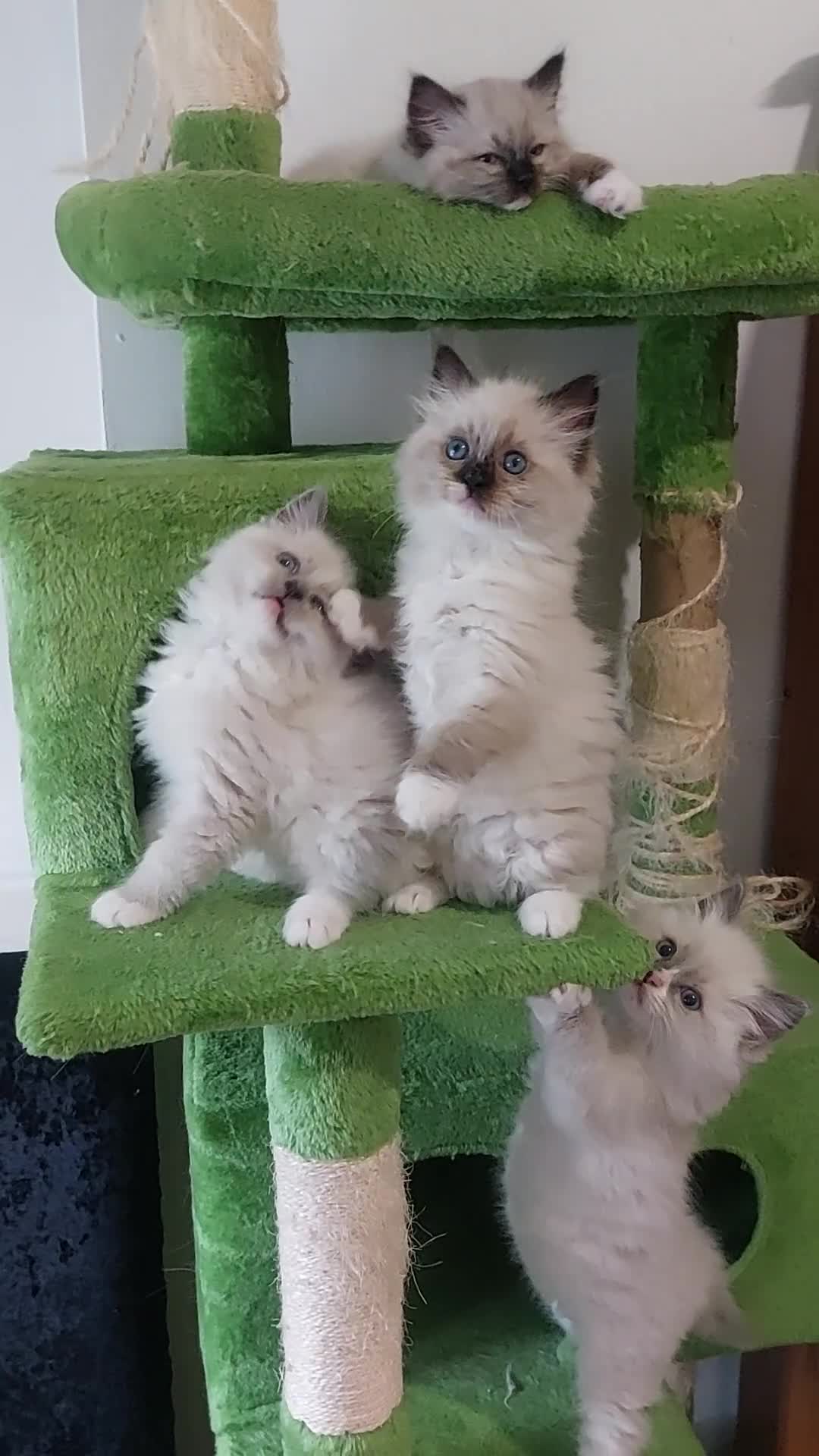 Ragdoll cats for sale: Beautiful and adorable rag dolls. 🐱🐱🐱🐱 - Video 4