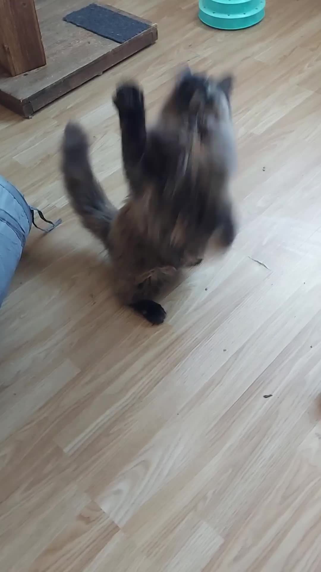 Maine Coon cats for sale: CUTE  MAINE COON GIRL /DNA/GCCF  - Video 2