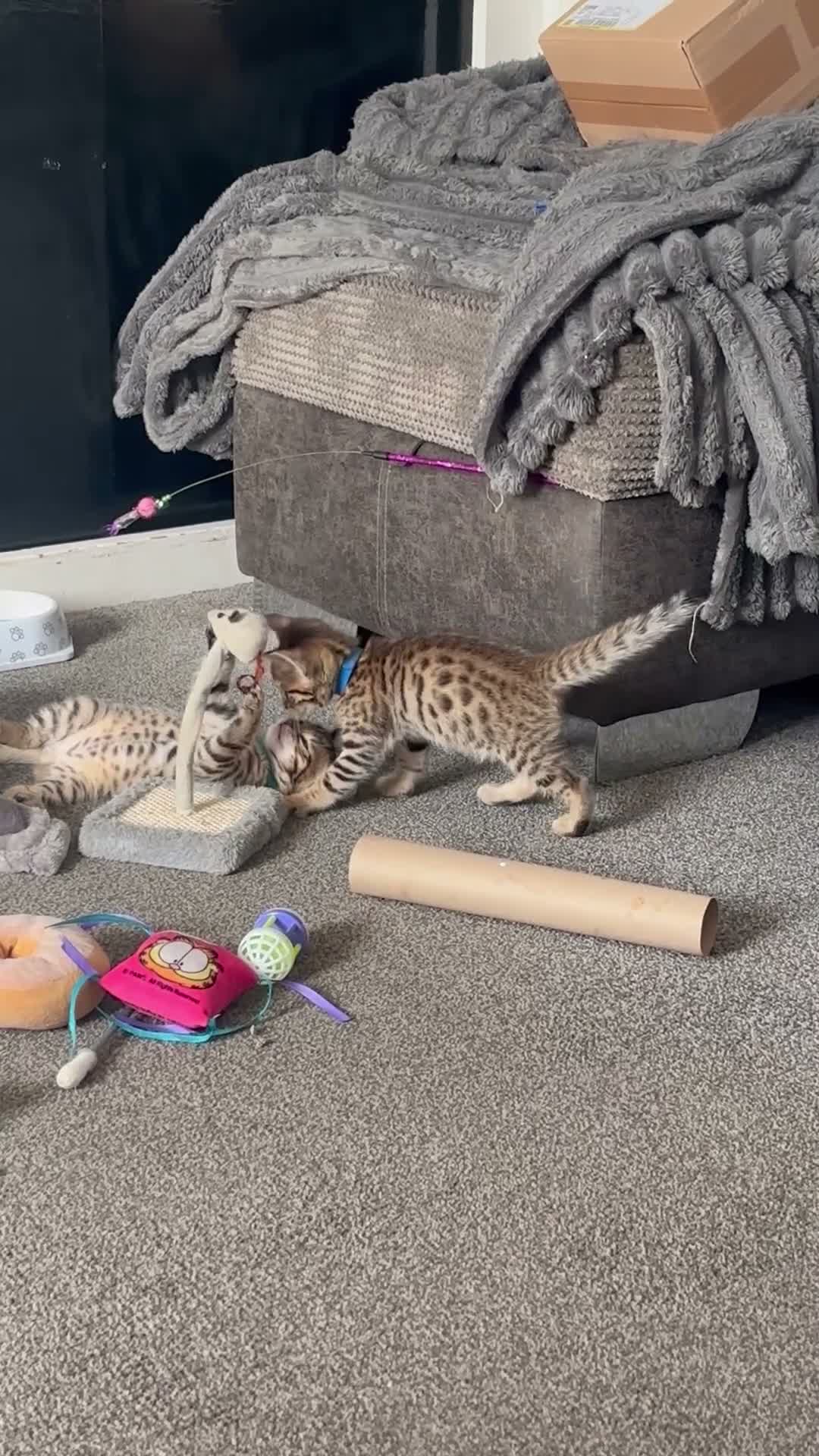 Bengal cats for sale: Bengal 75% maine coon 25%   - Video 1