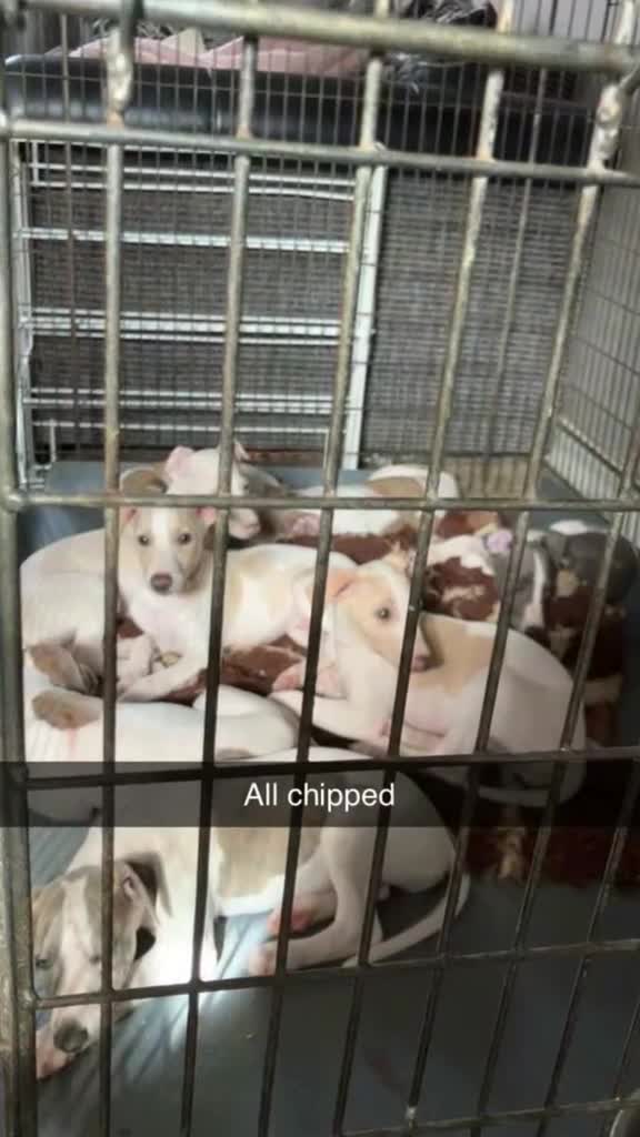 Whippet dogs for sale: Kc reg whippets  - Video 4