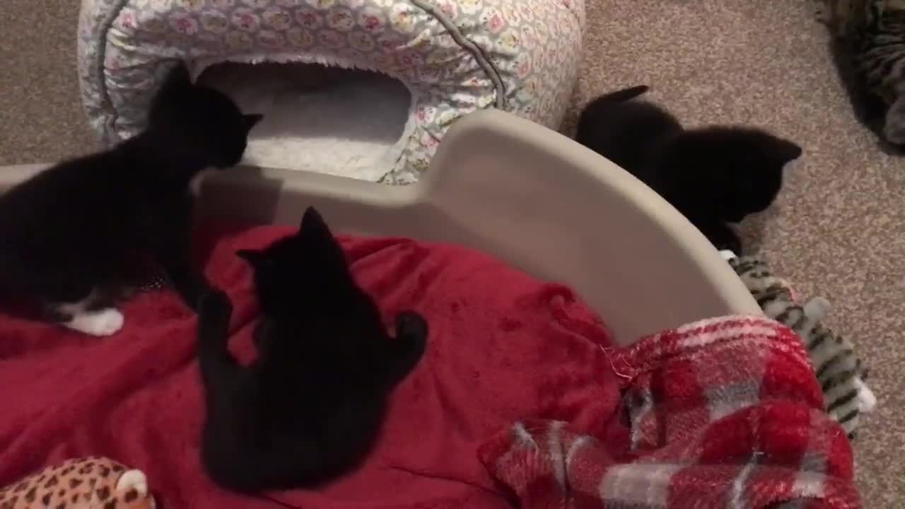 Mixed Breed cats for sale: Cute Kittens for sale - Video 1