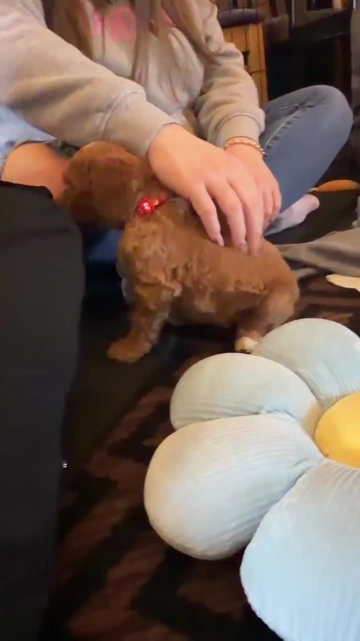 Cockapoo dogs for sale: RED COCKAPOO PUPS in Ripley - Video 2