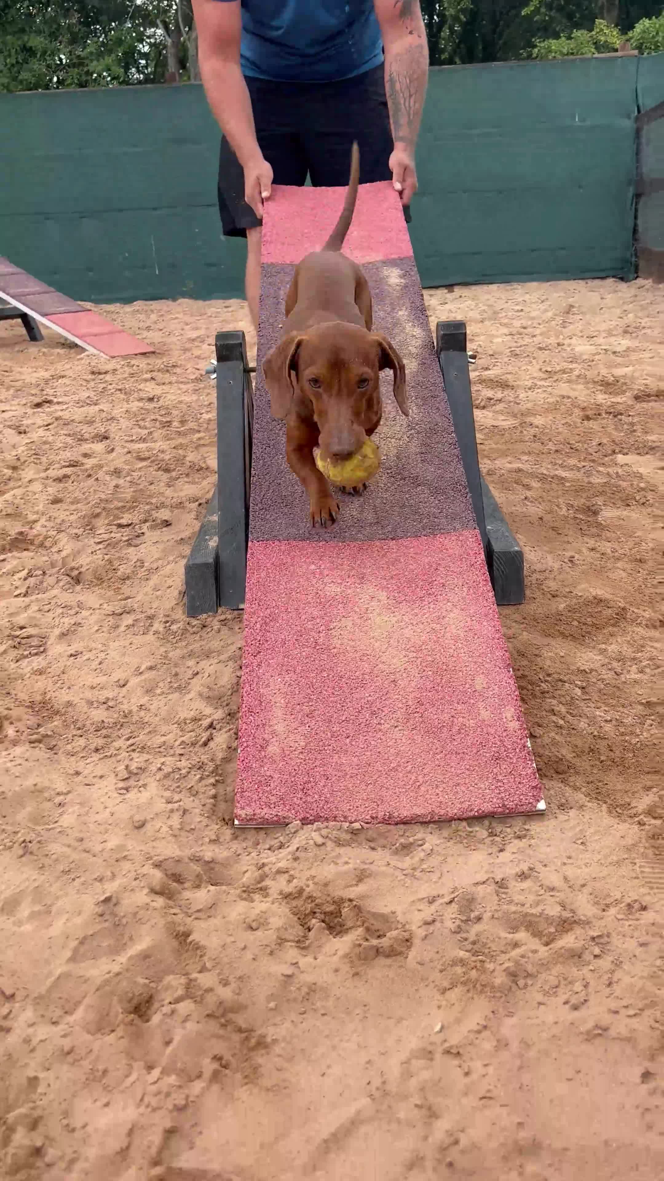 Miniature Dachshund dogs for stud: Looking for a female miniature daschund! - Video 1