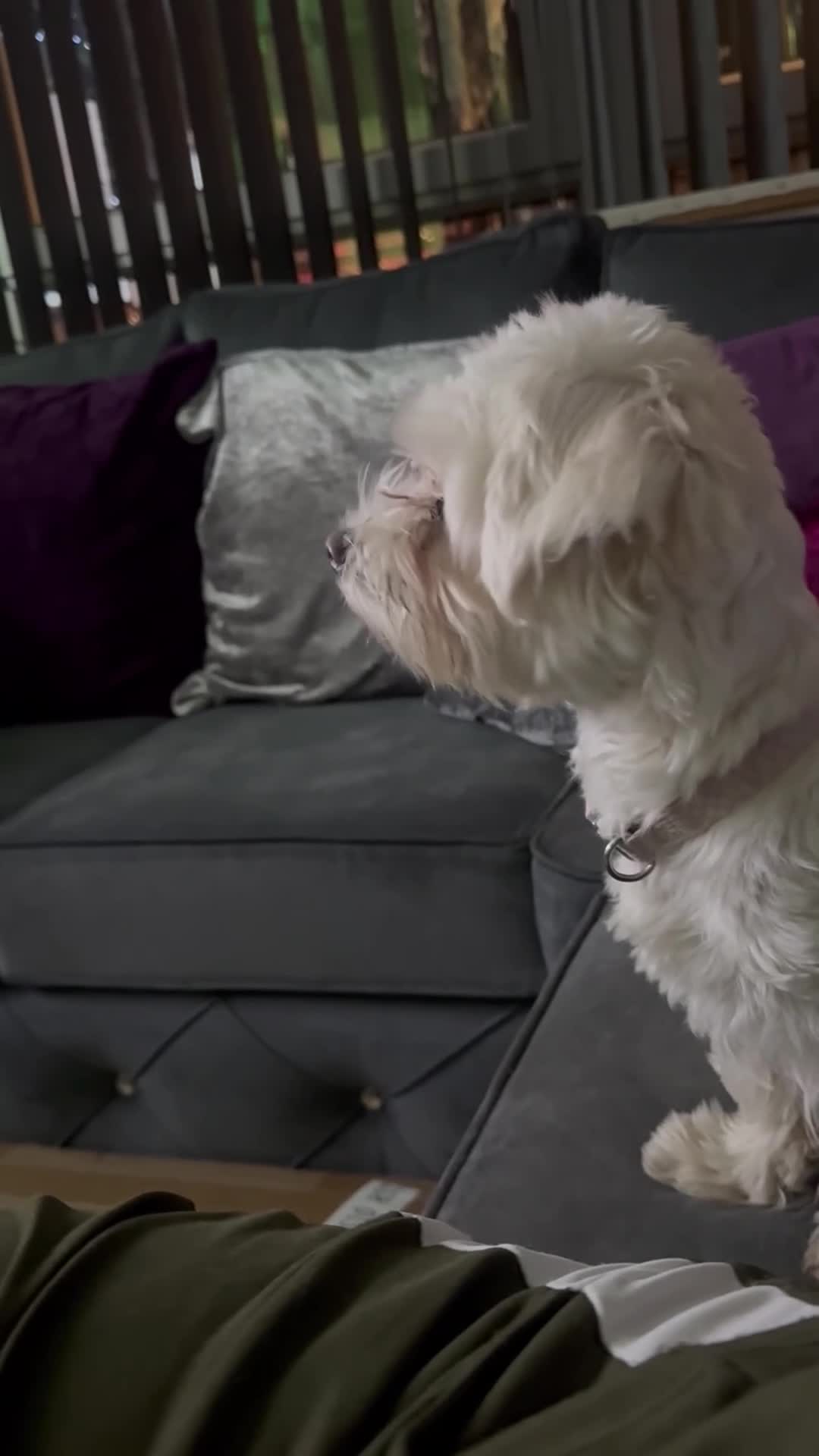 Maltese dogs for sale: Maltese female  - Video 1