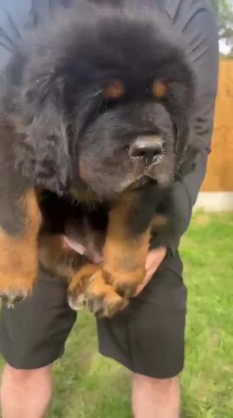 Tibetan Mastiff dogs for sale: 6 Tibetan Mastiff Puppies - Video 1
