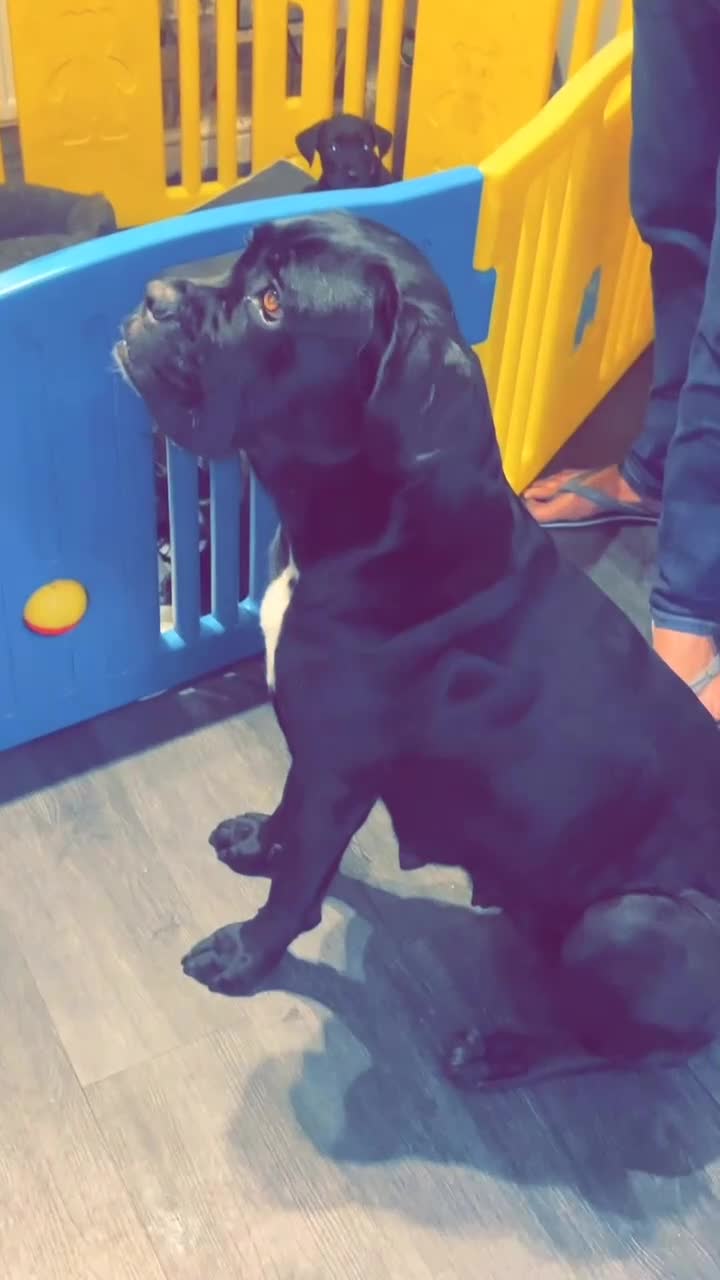 Cane Corso dogs for sale: cane corso pups in Knottingley - Video 1