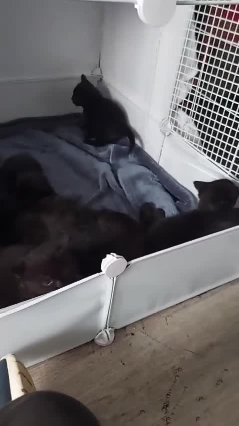 British Shorthair cats for sale: 4 beautiful kittens for sale  - Video 2