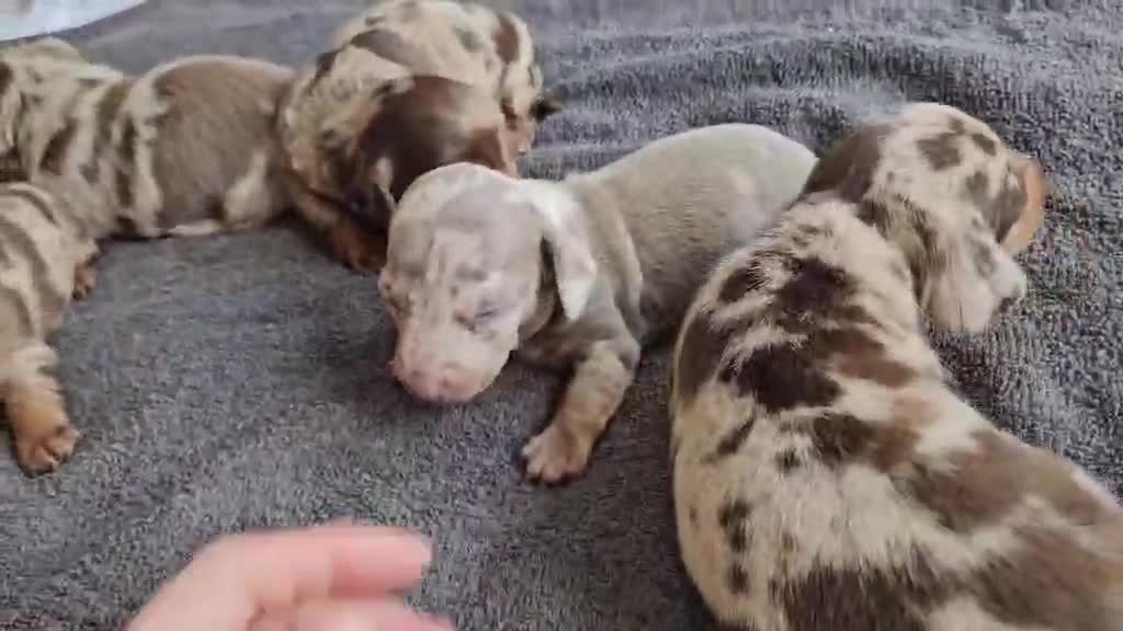 Dachshund dogs for sale: Dashund - Video 1