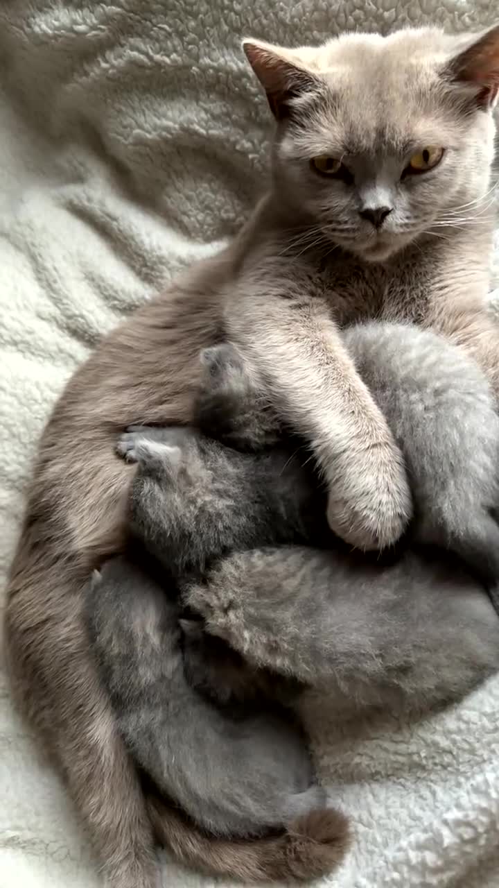 British Shorthair cats for sale: British shorthair kittens - Video 2