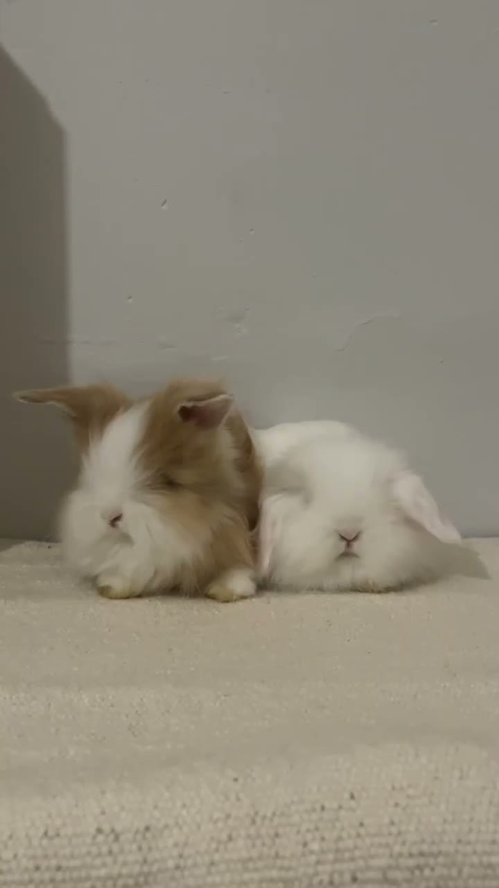 Angora rabbits for sale: Teddy widder ready for 2th Nov - Video 1