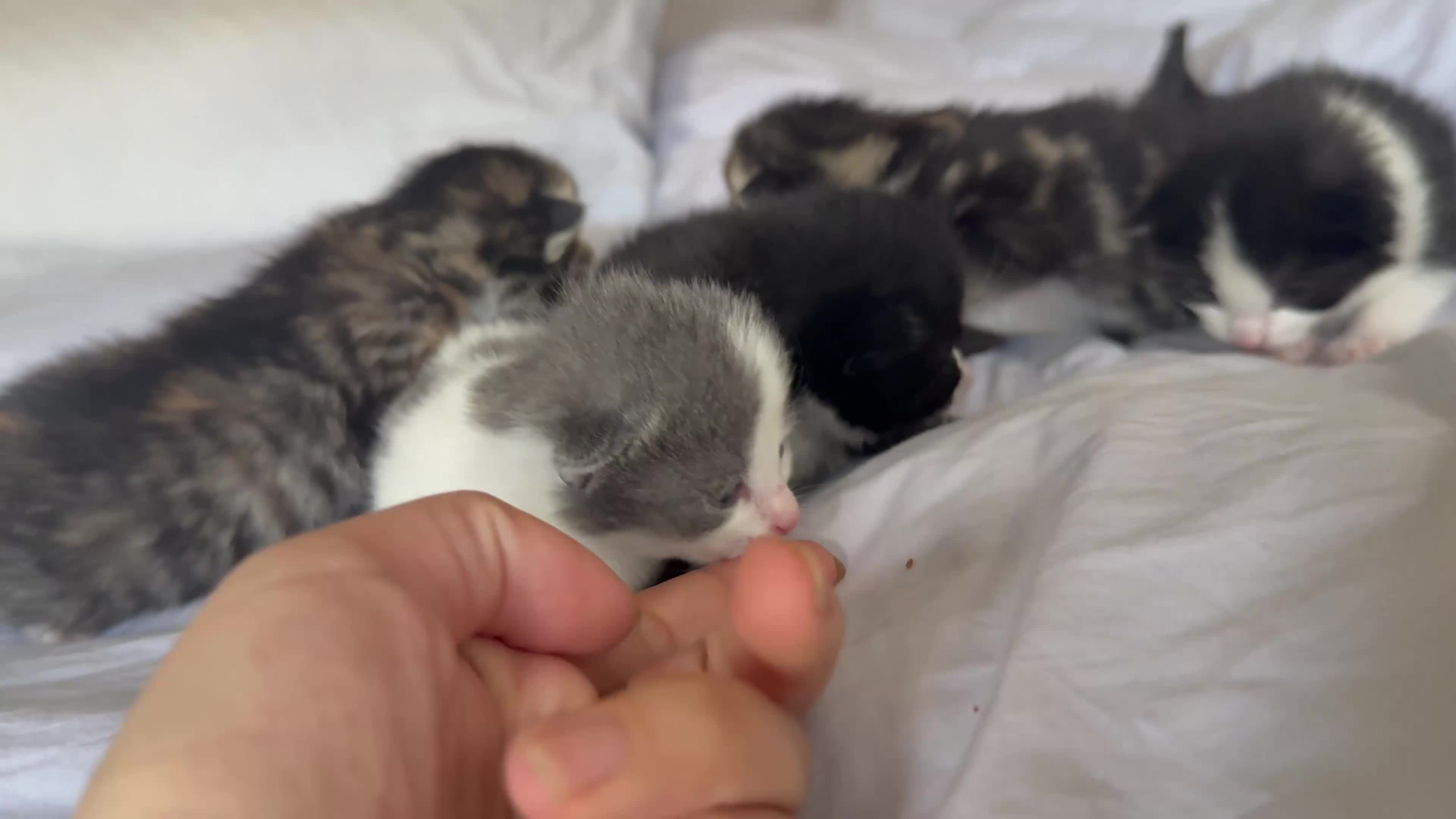 Mixed Breed cats for sale: Mixed breed kittens - Video 2