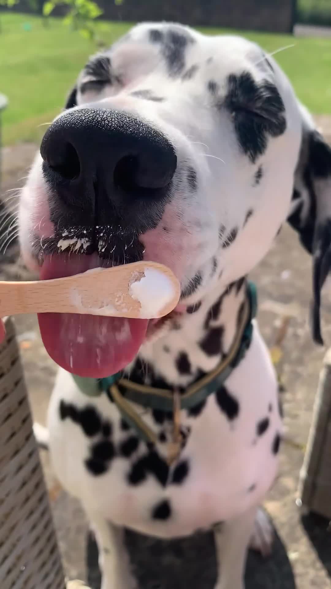 Dalmatian dogs for sale: 5 year old female Dalmatian  - Video 1
