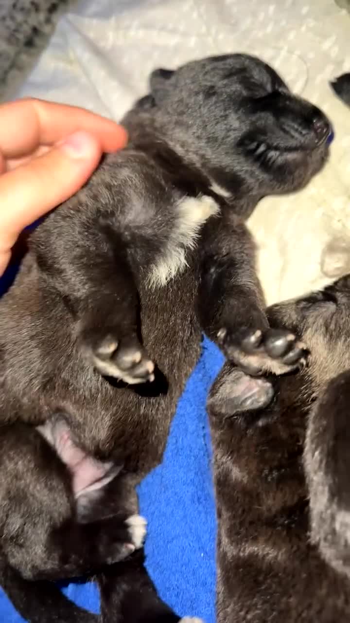 German Shepherd dogs for sale: German shepherd puppies  - Video 1