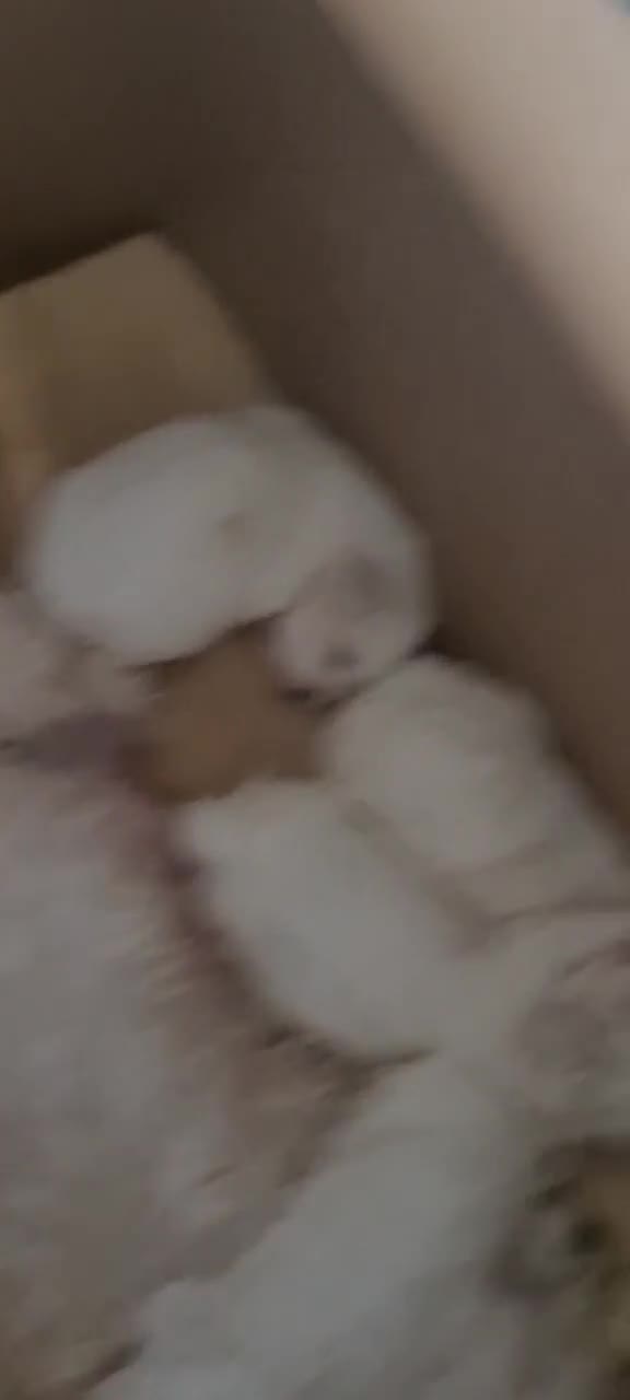 Maltese dogs for sale: Bishon maltese - Video 1