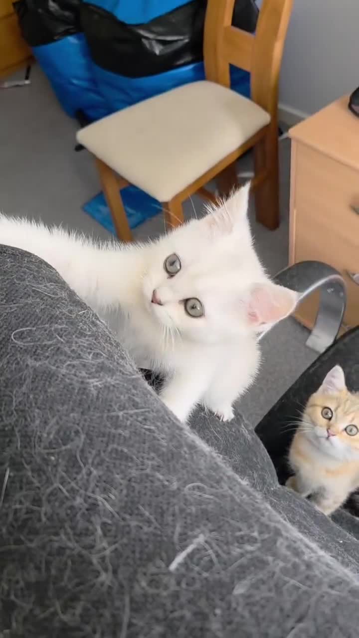 British Shorthair cats for sale: 3 white kittens with blue-green eyes for sale.  - Video 3