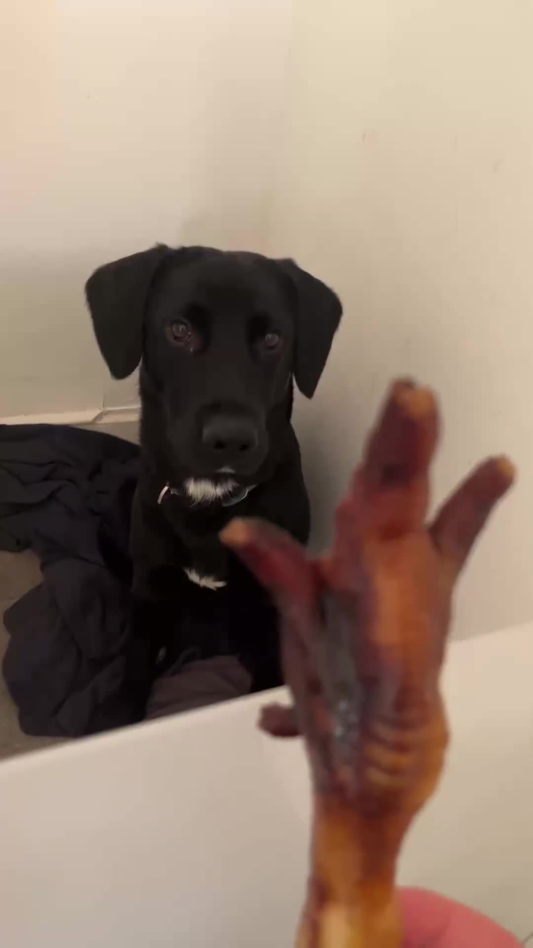 Mixed Breed dogs for sale: 8 Month Old Cocker Spanial x German Shepard Bruno - Video 3