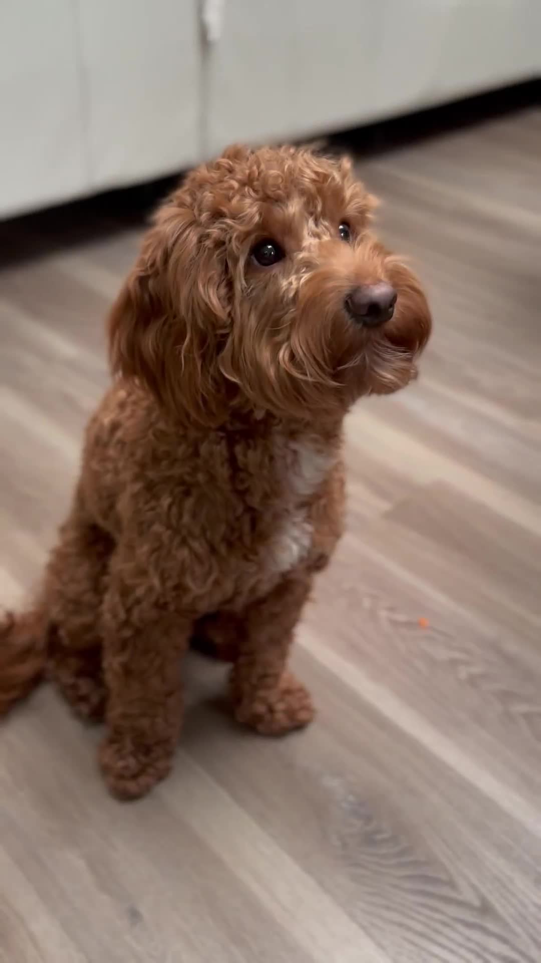 Cockapoo dogs for stud: 🐶 Proven Cockapoo stud - Milo  in Hayes - Video 1