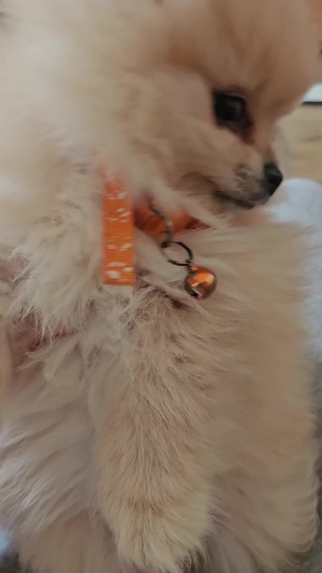Pomeranian dogs for sale: Pomeranian  - Video 1