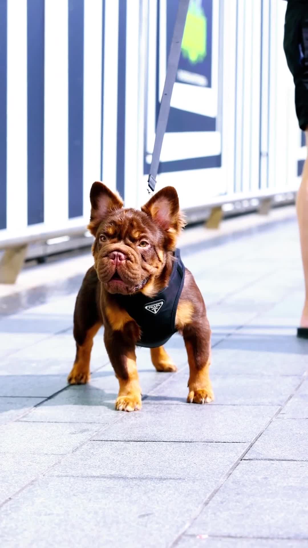French Bulldog dogs for stud: Fluffy Rojo & Cherry Tan Big🪢 STUD £500 in South Ockendon - Video 2