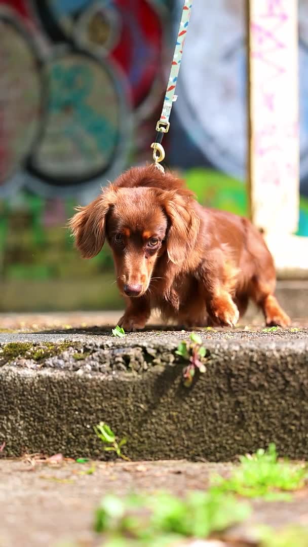 Miniature Dachshund dogs for stud: SLINKY (stud) in Liverpool - Video 3