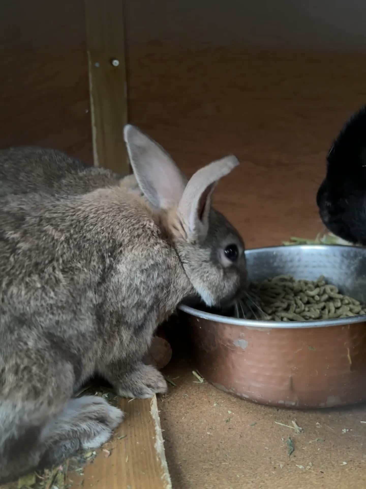 Mini Lop rabbits for sale: Ready Now!! 🐰 Pure Bred Mini Lop Bunnies 🐰 - Video 1