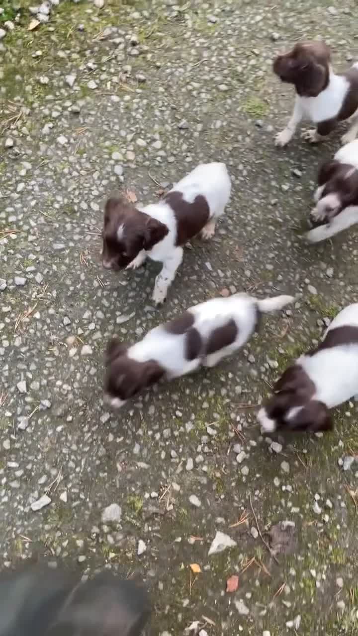 English Springer Spaniel dogs for sale: Springer spaniel pups  - Video 1
