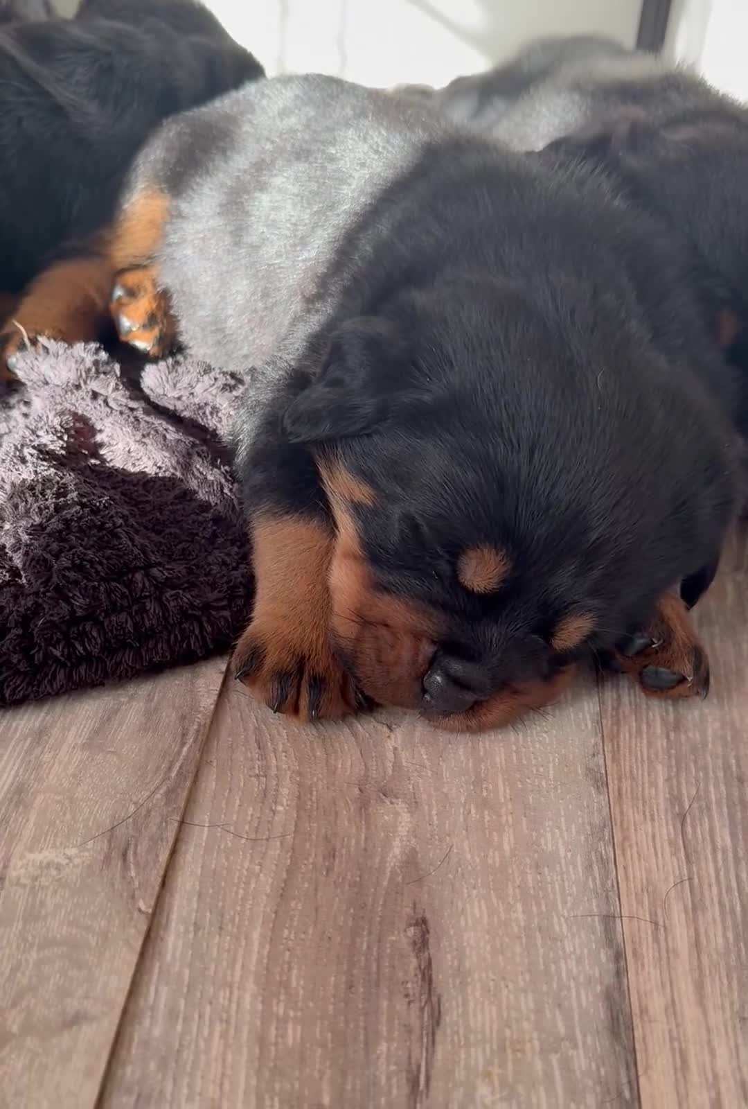 Rottweiler dogs for sale: Best of the best Rottweilers ready next week 🔥🏡 - Video 1