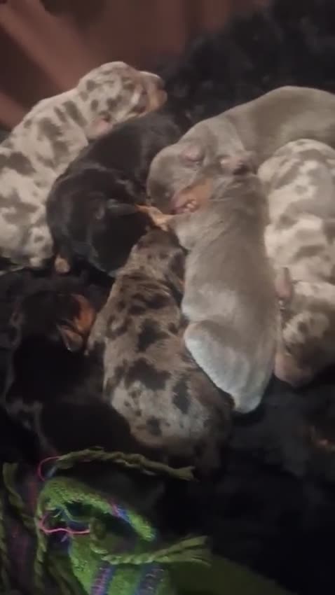 Dachshund dogs for sale: Miniature Dachshunds  - Video 1