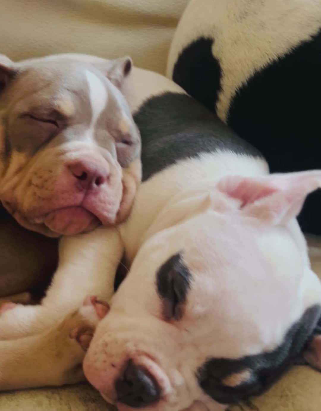 American Bully dogs for sale: TWO gorgeous girls left. Micro Bullys - Video 1