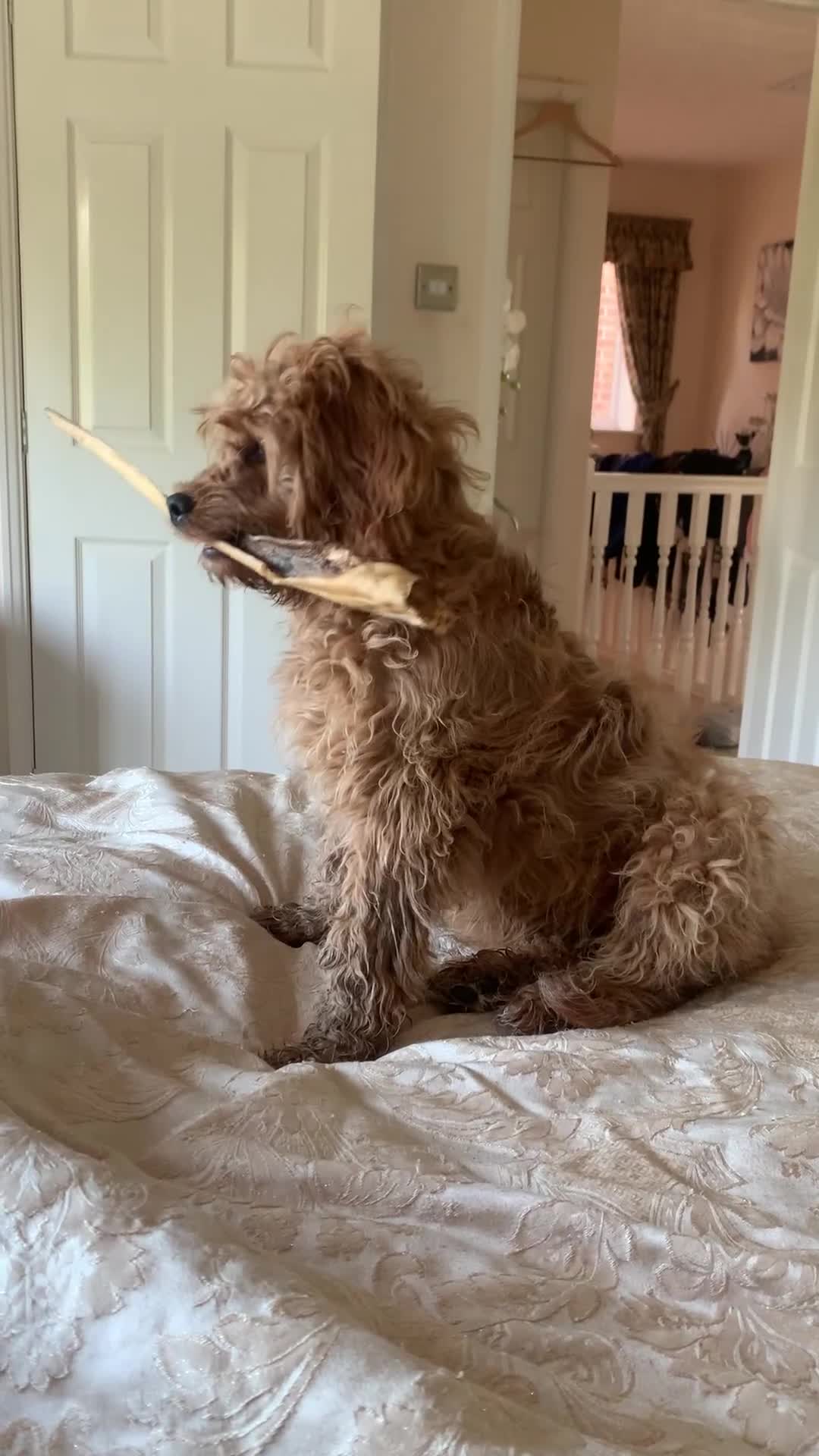 Cavapoo dogs for sale: Meet Tilly - Stunning Red F1 CavaPoo  in Rhyl - Video 1