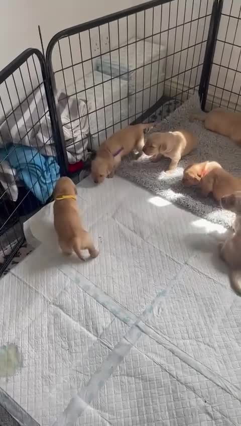 Golden Retriever dogs for sale: Golden retriever pups looking for forever homes  - Video 1