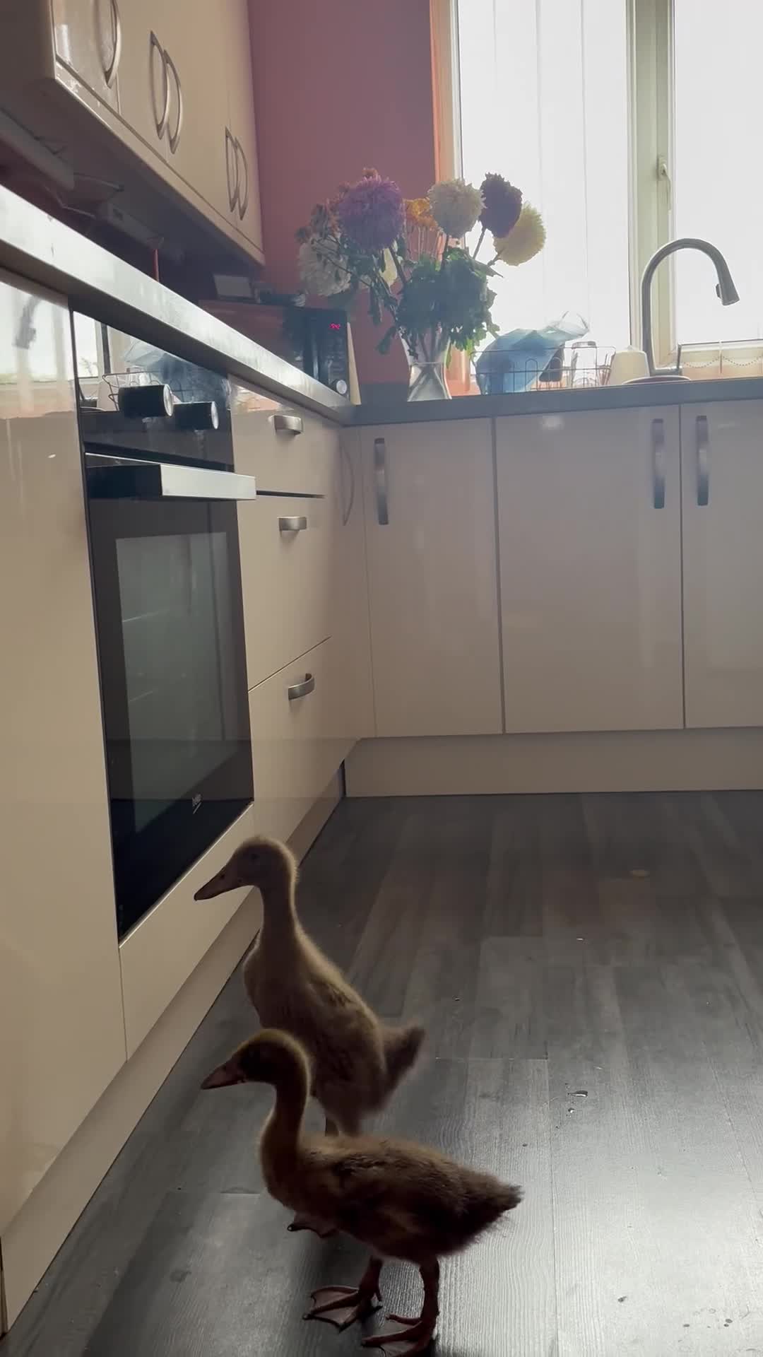 Ducks poultry for sale: Khaki Campbell ducklings  - Video 1