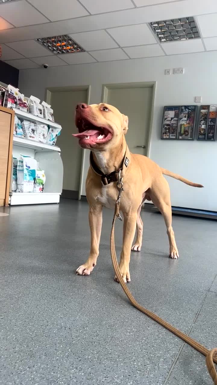 Mixed Breed dogs for sale: American staff for sale  in Witney - Video 2