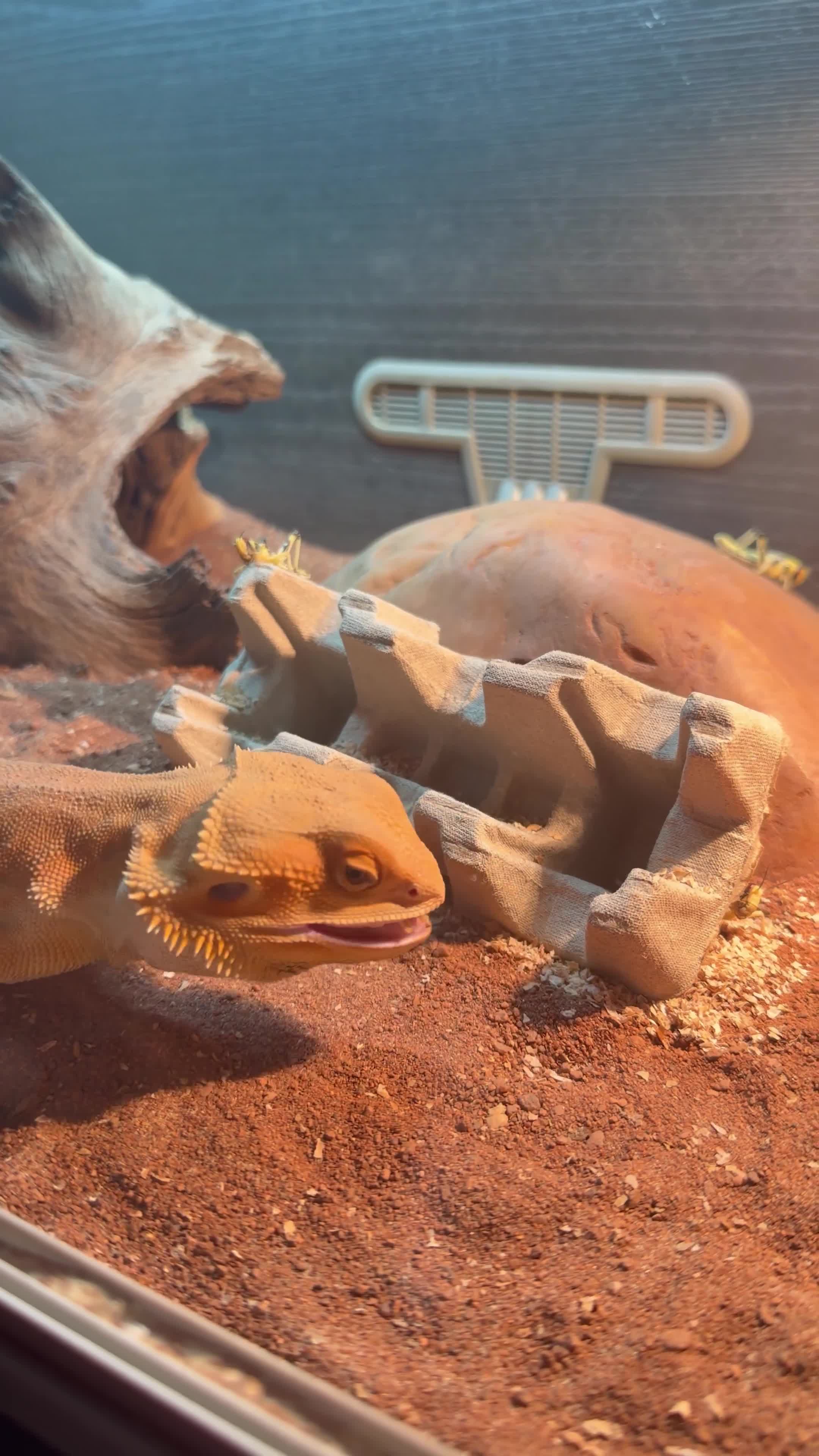 Bearded Dragon reptiles for sale: Bearded dragon - Video 1