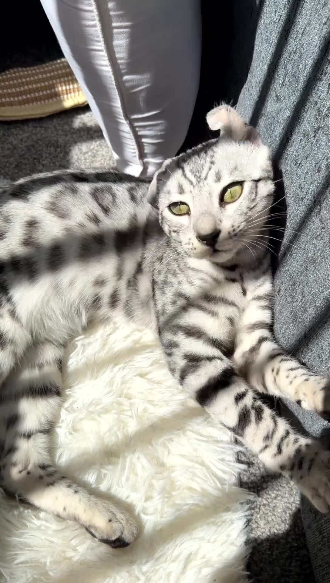 Bengal cats for sale: PURE rare Silver Bengal Male Kitten - 10 months - Video 1