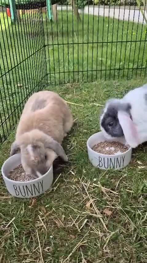 Mini Lop rabbits for sale: 2 x Mini Lops + indoor/outdoor hutch and accessori - Video 1