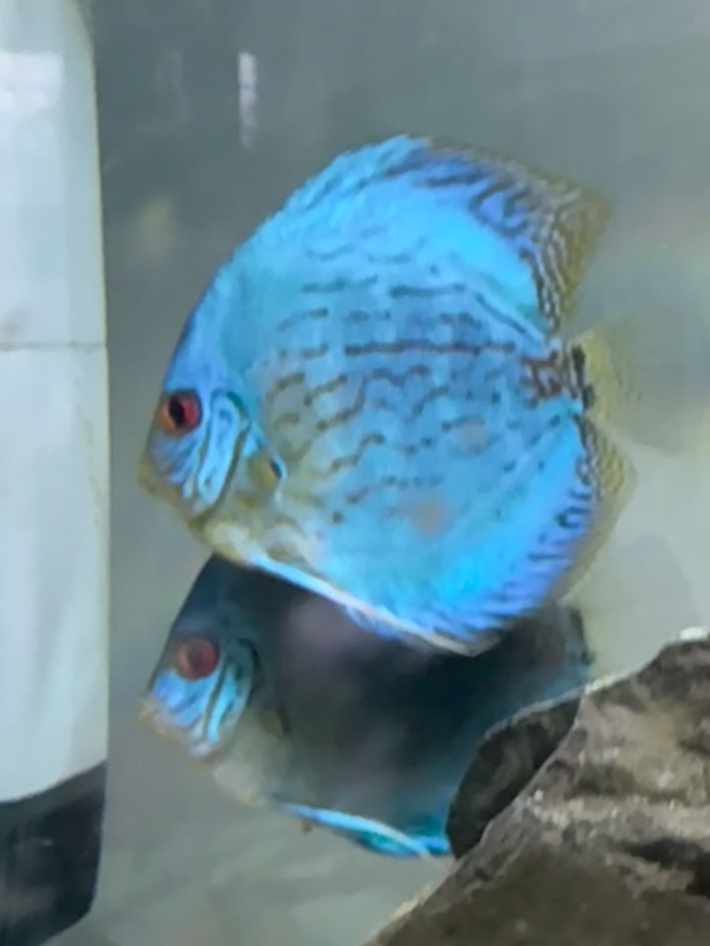 Discus fish for sale: Breeding Pair of Blue Discus - Lay Eggs Regularly in Thames Ditton - Video 1