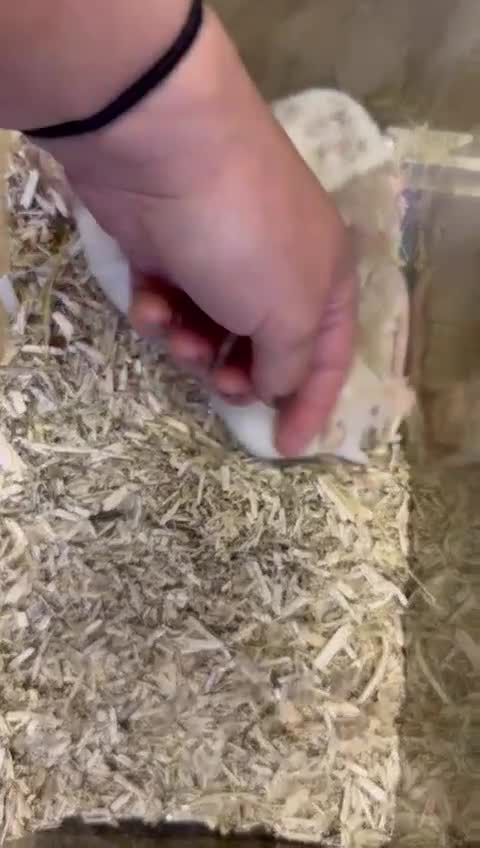 Rat rodents for sale: Beautiful baby rats, full size and dwarf for sale. - Video 1