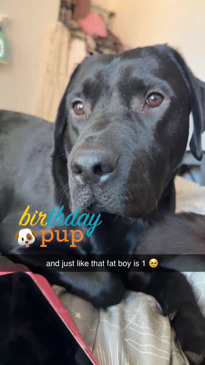 Labrador Retriever dogs for stud: Handsome Black Labrador Stud  in Grantham - Video 1